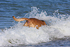 bathing mongrel