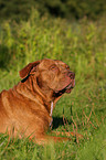 mongrel