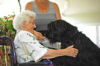 therapy dog at work