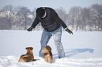 woman with mongrels