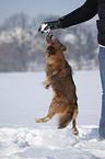 mongrel in snow