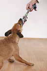 mongrel dog