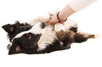 Border-Collie-Australian-Shepherd mongrel