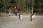 2 dogs