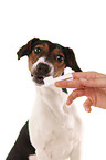 Jack-Russell-Dachshund-Mongrel