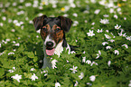 Jack-Russell-Dachshund-Mongrel