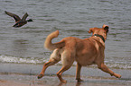 running mongrel