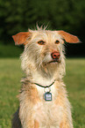 mongrel portrait