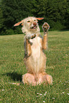 mongrel shows trick