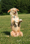 mongrel shows trick