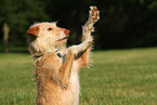 mongrel shows trick