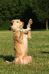 mongrel shows trick