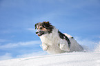 running mongrel