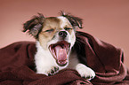 mongrel puppy