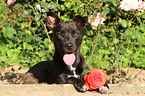 lying mongrel with rose