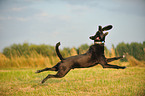 playing mongrel