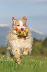 playing mongrel