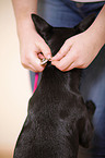black dog