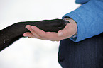 black mongrel