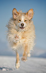 running mongrel