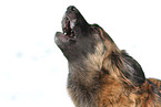 barking mongrel
