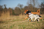 2 dogs