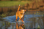 playing mongrel
