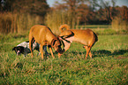 3 dogs
