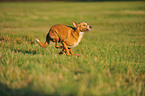 running mongrel