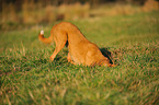 digging mongrel