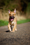 mongrel puppy