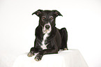 lying Shepherd-Labrador mongrel