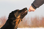 feeding a mongrel