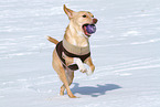 playing mongrel