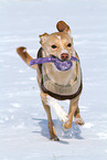 playing mongrel