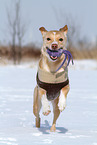 playing mongrel