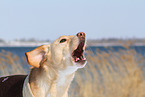 barking mongrel
