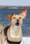barking mongrel