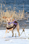 playing mongrel