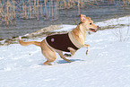 running mongrel