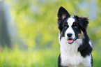 mongrel portrait