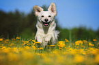 running mongrel