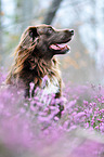 mongrel portrait
