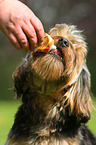 eating mongrel