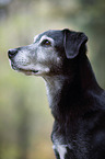 Labrador-Retriever-Mongel