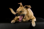 yawning mongrel