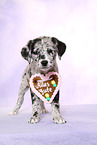 Australian-Shepherd-Labrador-Mongrel Puppy