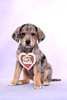 Australian-Shepherd-Labrador-Mongrel Puppy