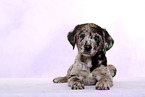 Australian-Shepherd-Labrador-Mongrel Puppy