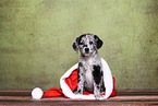Australian-Shepherd-Labrador-Mongrel Puppy